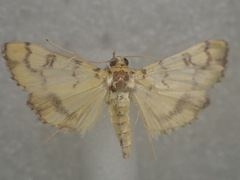 Glycythyma leonina