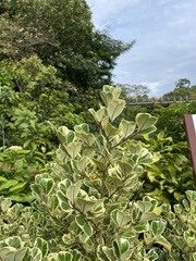 Ficus natalensis leprieurii