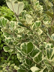 Ficus natalensis leprieurii