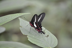 Parides proneus
