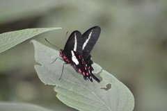 Parides proneus