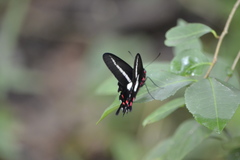Parides proneus