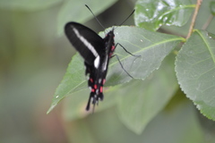 Parides proneus