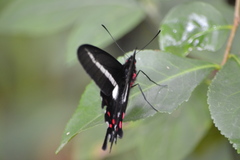 Parides proneus