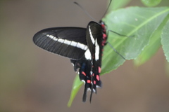 Parides proneus