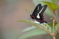 Parides proneus