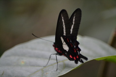 Parides proneus