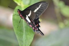 Parides proneus