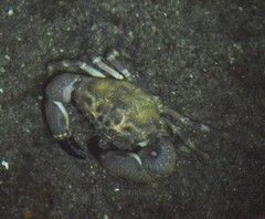 Menippe