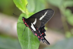 Parides proneus