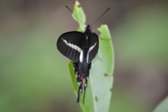 Parides proneus