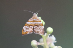Choreutis periploca