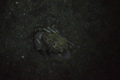 Menippe
