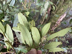 Sycopsis sinensis