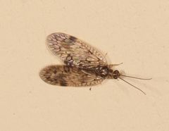 Carobius pulchellus