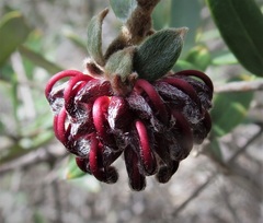Grevillea evansiana