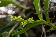 Epidendrum rigidum image