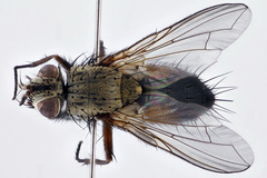 Solieria pacifica