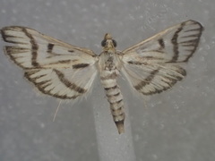 Perisyntrocha