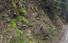 Homalothecium aureum