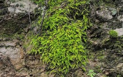 Homalothecium aureum