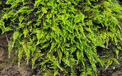 Homalothecium aureum