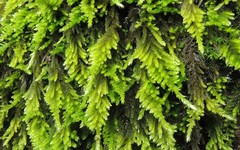 Homalothecium aureum