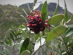 Grevillea evansiana