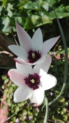 Tulipa clusiana
