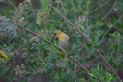 Ploceus xanthopterus