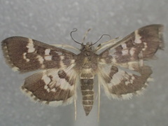 Bocchoris artificalis