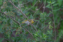 Ploceus xanthopterus