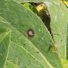 Ramularia inaequalis