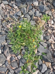 Ramularia inaequalis