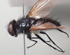 Clairvillia biguttata