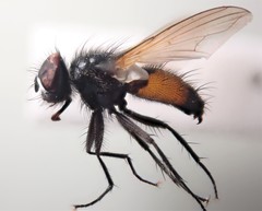 Clairvillia biguttata