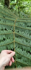 Alsophila spinulosa