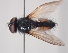 Clairvillia biguttata