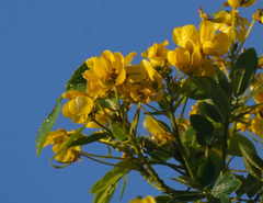 Senna corymbosa