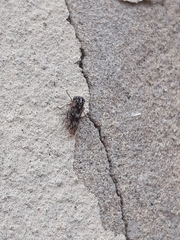 Stenidiocerus poecilus