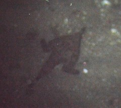 Ogcocephalus