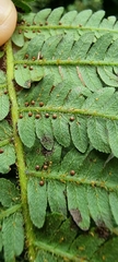 Alsophila spinulosa