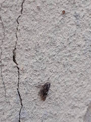 Stenidiocerus poecilus