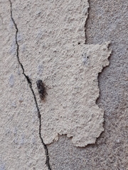 Stenidiocerus poecilus