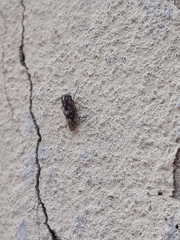 Stenidiocerus poecilus