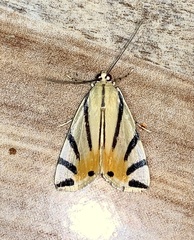 Dichogama prognealis