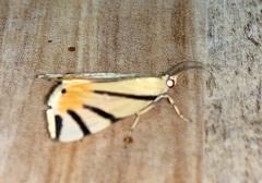 Dichogama prognealis