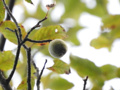 Malus doumeri