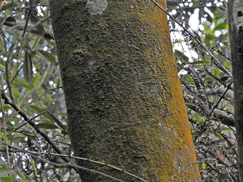 Malus doumeri, photograph 2
