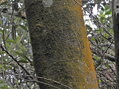 Malus doumeri, photograph Jacy Chen, CC BY, iNaturalist via GBIF